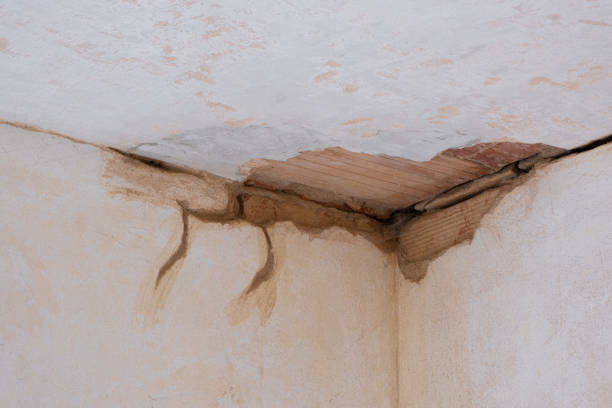 Best Mold removal after water damage  in Browns Mills, NJ